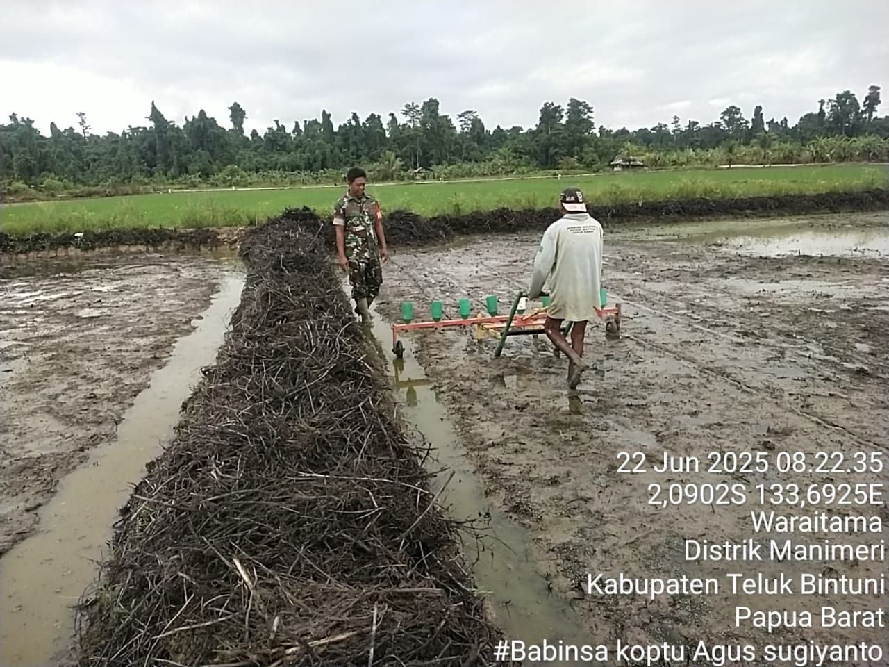 Koptu Agus sugianto Drag Melaksanakan Kegiatan Karya Bakti  Penanaman padi sawah