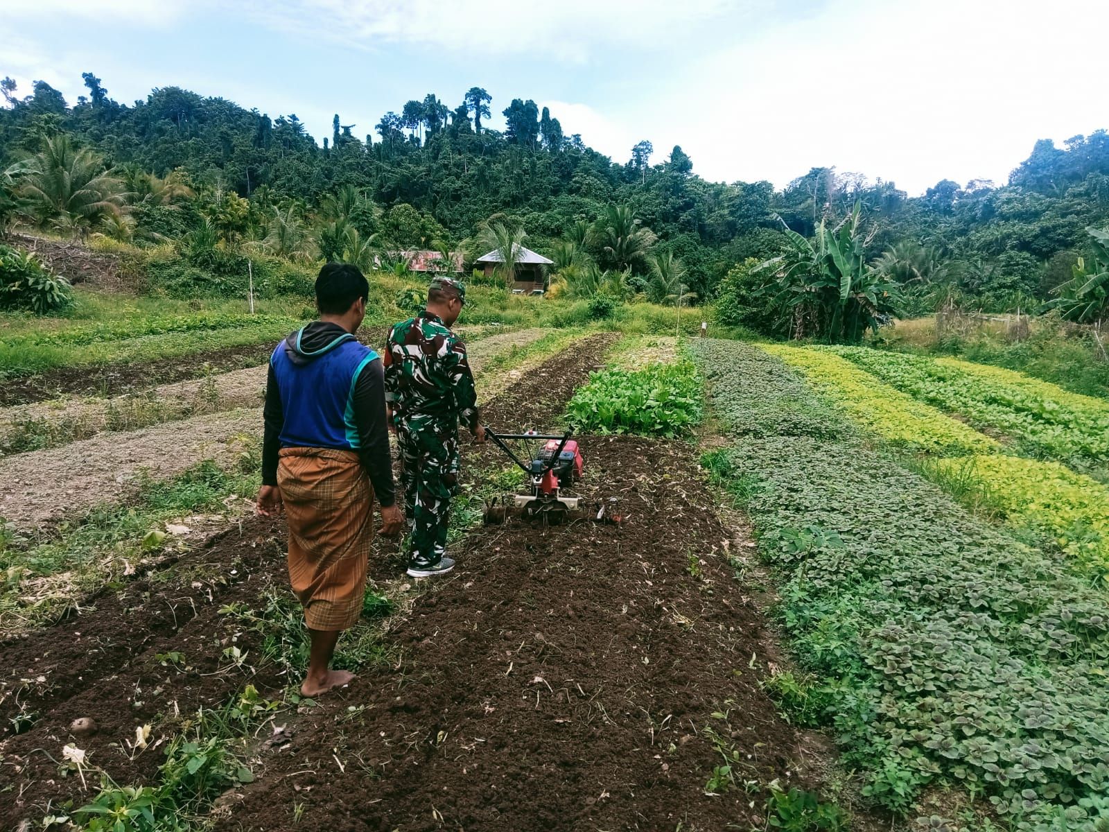 Percepatan Masa Tanam, Babinsa Koramil 1805-06/Kofiau Bantu Petani Membajak Sawah