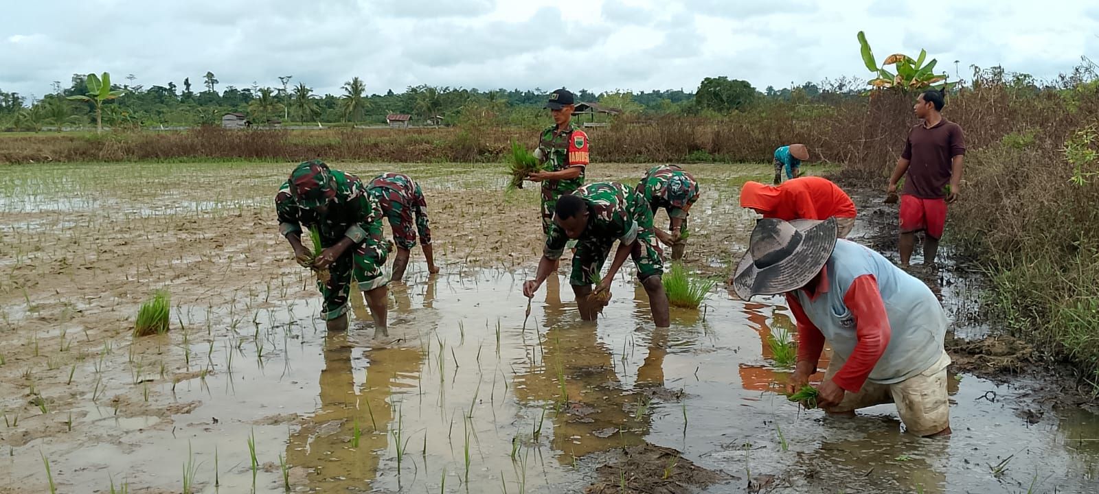 Guna Mewujudkan Ketahanan Pangan, Babinsa Bantu Petani Tanam Padi