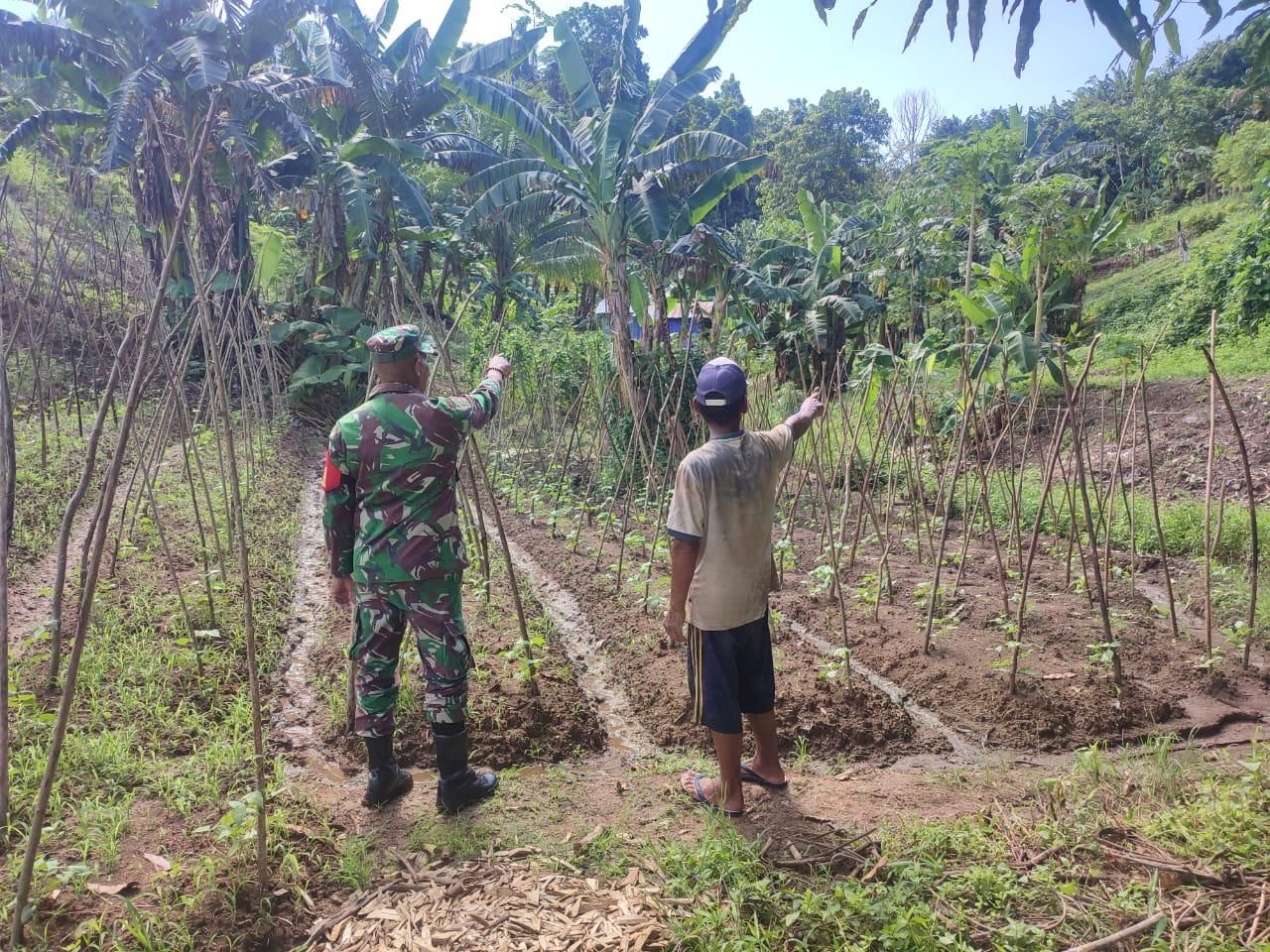 Ketahanan Pangan, Babinsa Koramil 1805-03/Samate membantu Masyarakat panen Sayur 