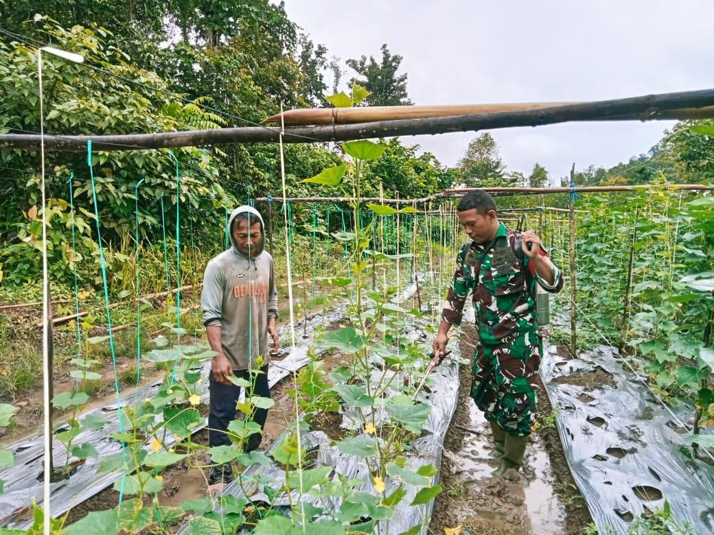 Babinsa  Bantu Petani dalam Proses Perawatan Sayuran