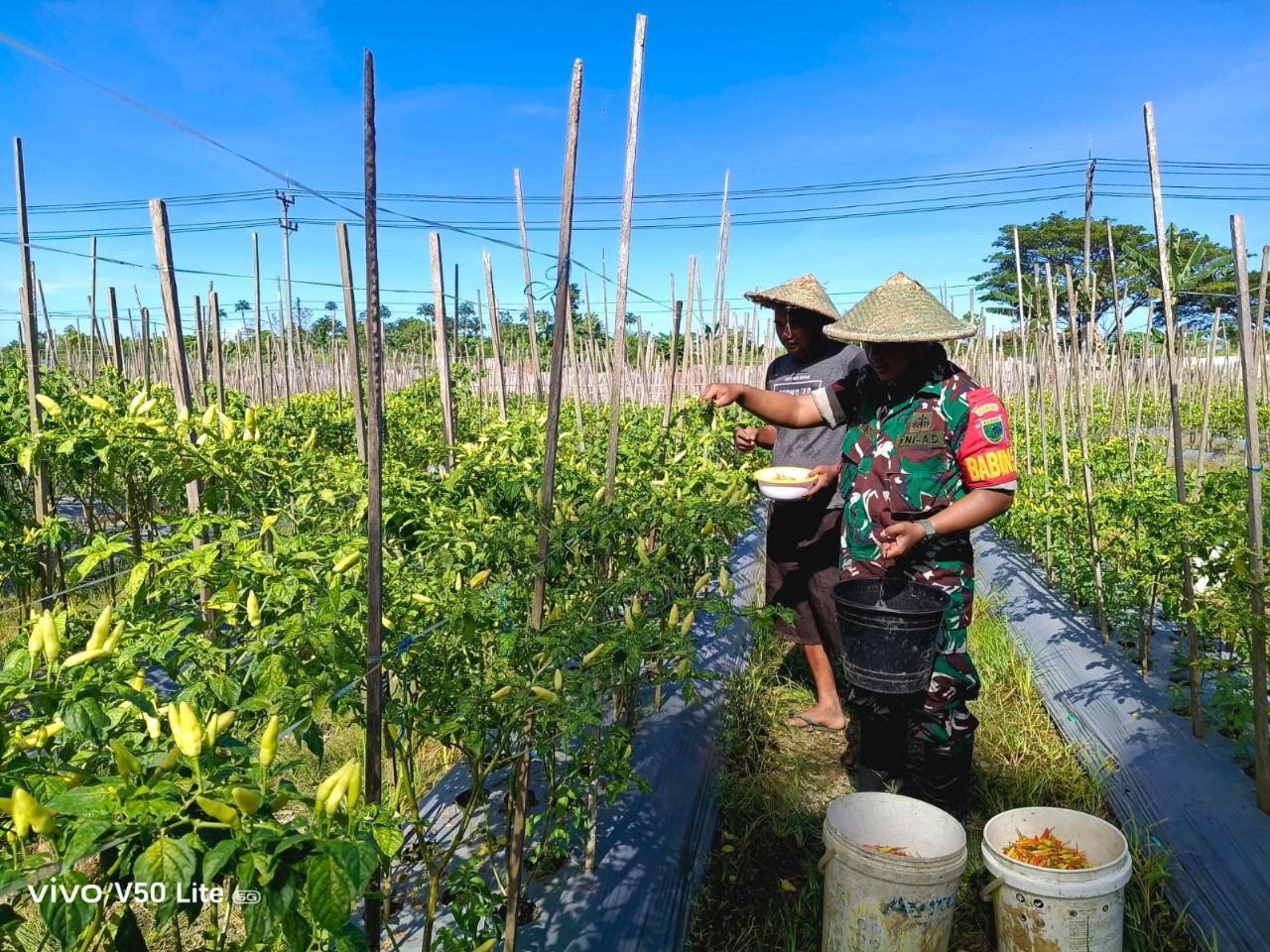 Babinsa Aimas Dampingi Panen Cabe. Kesejahteraan Masyarakat Tujuan Utama.